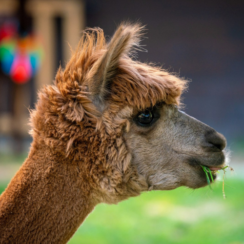 Brązowa alpaka.