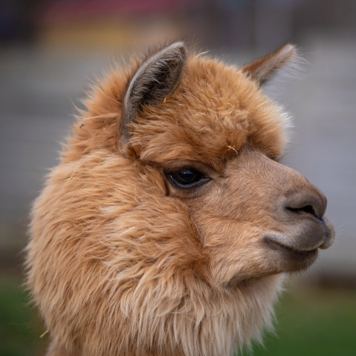 Kawowa alpaka.