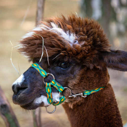 Biało-czarna alpaka.