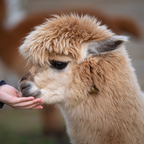Kremowa alpaka.