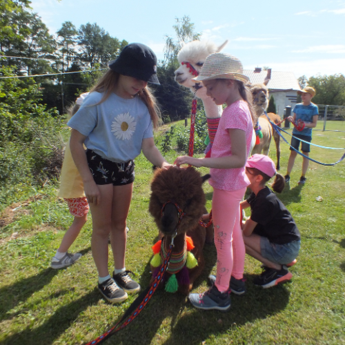 Dzieci bawiące się z Alpakami.