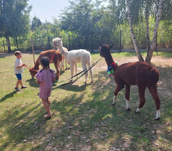 Dzieci spacerujące z alpakami.