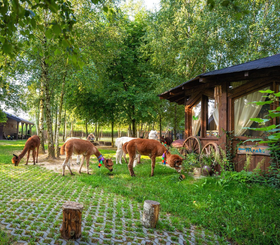 Alpaki jedzące trawę w zagrodzie.