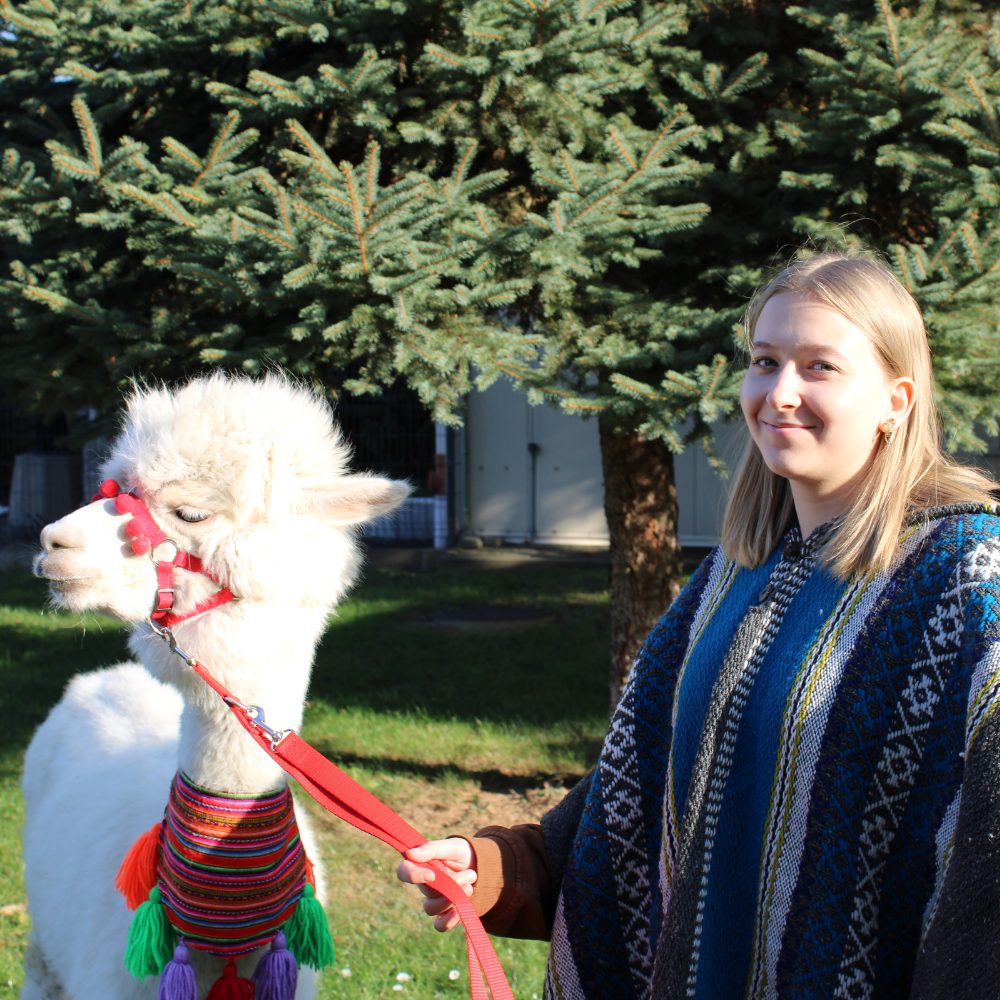 Alpaka podczas wyjazdu do szkoły.