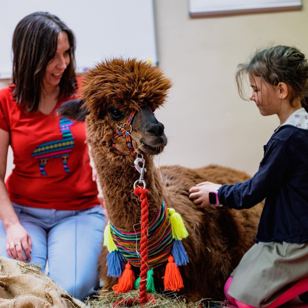 Dziecko czesze alpakę.