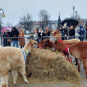 Alpaki podczas święta na rynku w Dębicy.