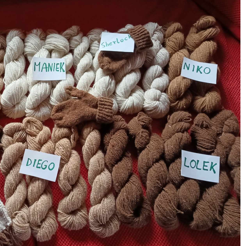 Produkty z wełny alpak.