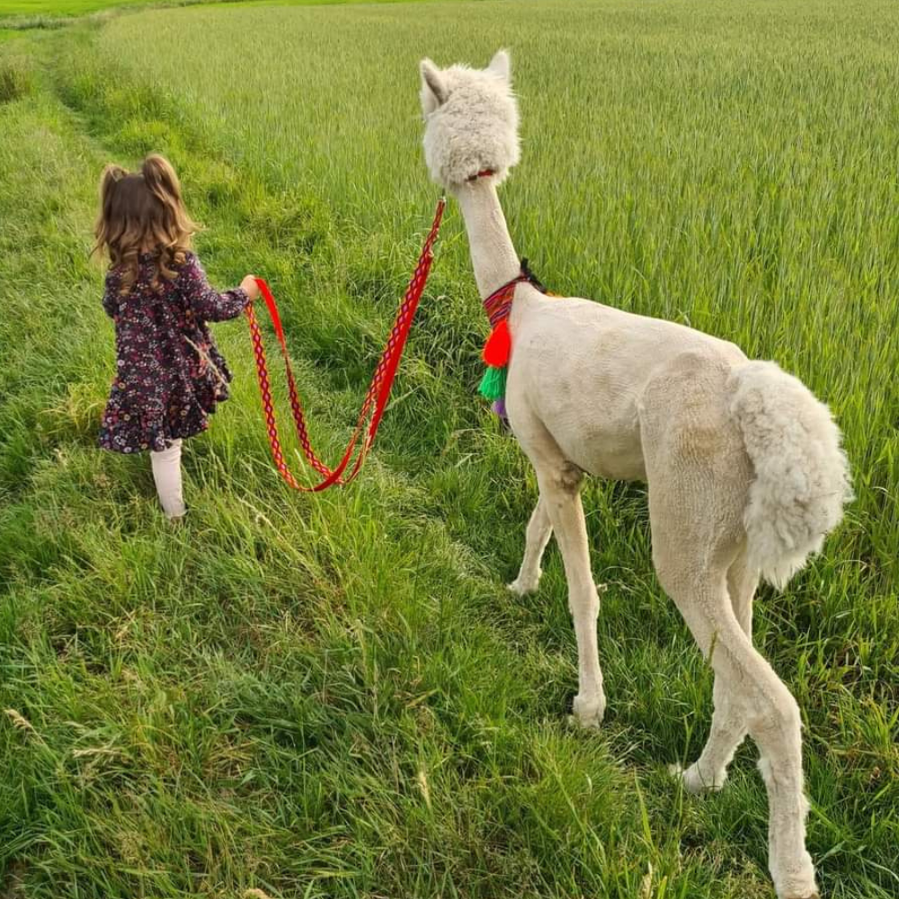 Dziecko na spacerze z alpaką.